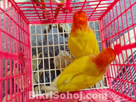 lutino red head master pair